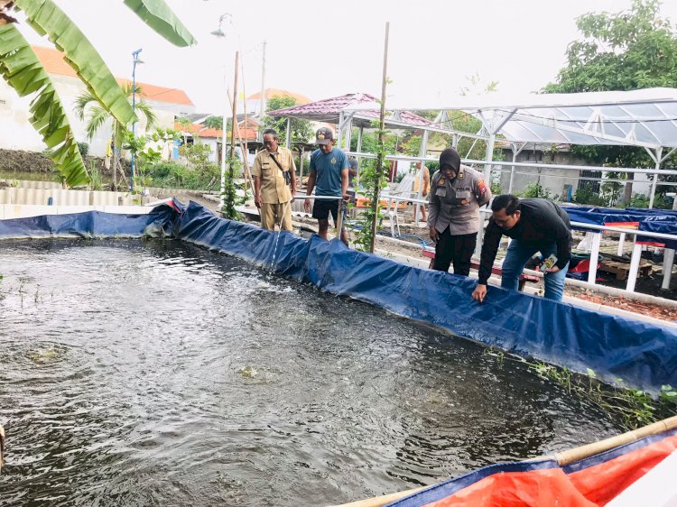 Sinergitas Bersama Sukseskan Program Ketahanan Pangan Lewat Budidaya Ikan Lele di Desa Bangah